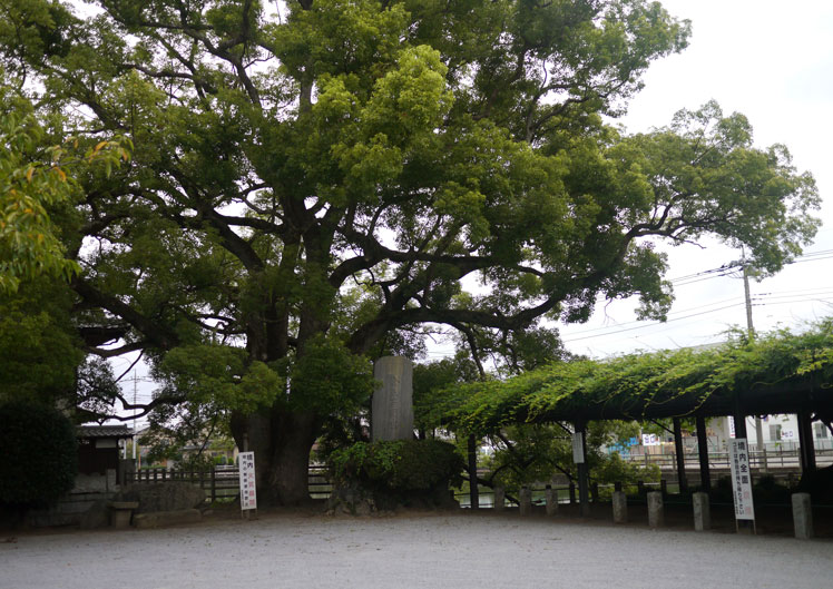 反町薬師（反町館跡／妙光院照明寺）