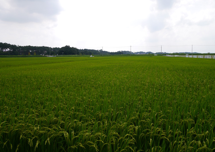 多々良沼（邑楽町／館林市）